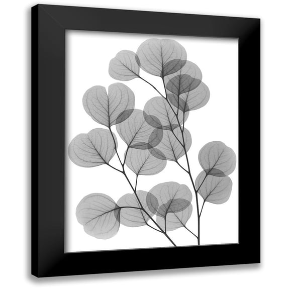 Koetsier, Albert 19x24 Black Modern Framed Museum Art Print Titled - Eucalyptus Bunch