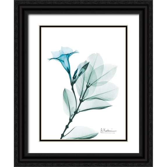 Koetsier, Albert 19x24 Black Ornate Wood Framed with Double Matting Museum Art Print Titled - Aqua Mandelilla