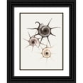 thumbnail image 1 of Koetsier, Albert 19x24 Black Ornate Wood Framed with Double Matting Museum Art Print Titled - Sand Star Shell, 1 of 4