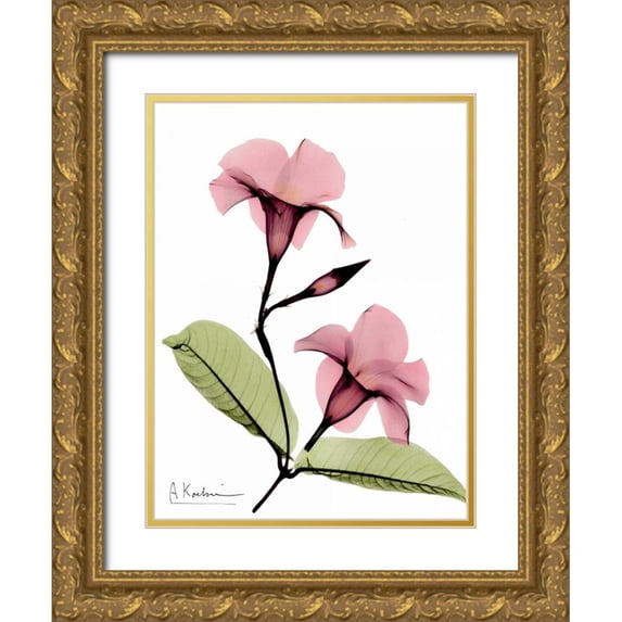 Koetsier, Albert 19x24 Gold Ornate Wood Framed with Double Matting Museum Art Print Titled - Mandelilla in Color
