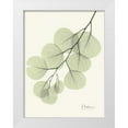 thumbnail image 1 of Koetsier, Albert 19x24 White Modern Wood Framed Museum Art Print Titled - Eucalyptus Leaves in Green, 1 of 4