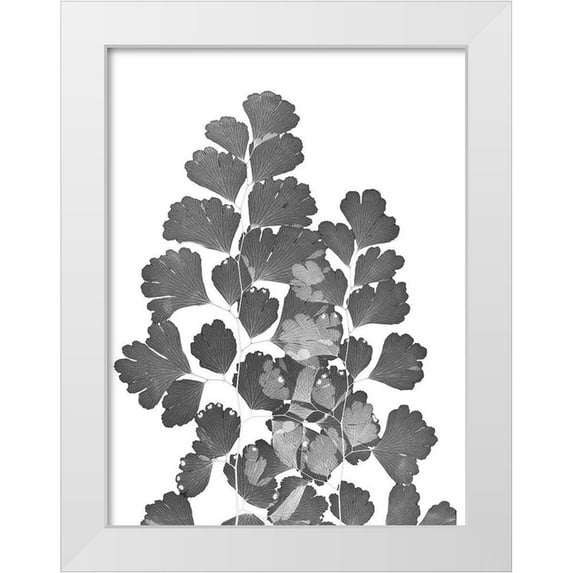 Koetsier, Albert 19x24 White Modern Wood Framed Museum Art Print Titled - Southern Maidenhair Fern