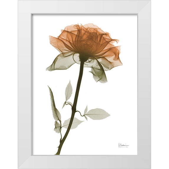 Koetsier, Albert 19x24 White Modern Wood Framed Museum Art Print Titled - Urban Rose 1