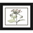 thumbnail image 1 of Koetsier, Albert 24x19 Black Ornate Wood Framed with Double Matting Museum Art Print Titled - Bouvardia in Color, 1 of 4