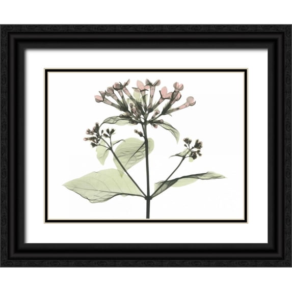 Koetsier, Albert 24x19 Black Ornate Wood Framed with Double Matting Museum Art Print Titled - Bouvardia in Color