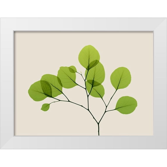 Koetsier, Albert 24x19 White Modern Wood Framed Museum Art Print Titled - Natural Greenery 2