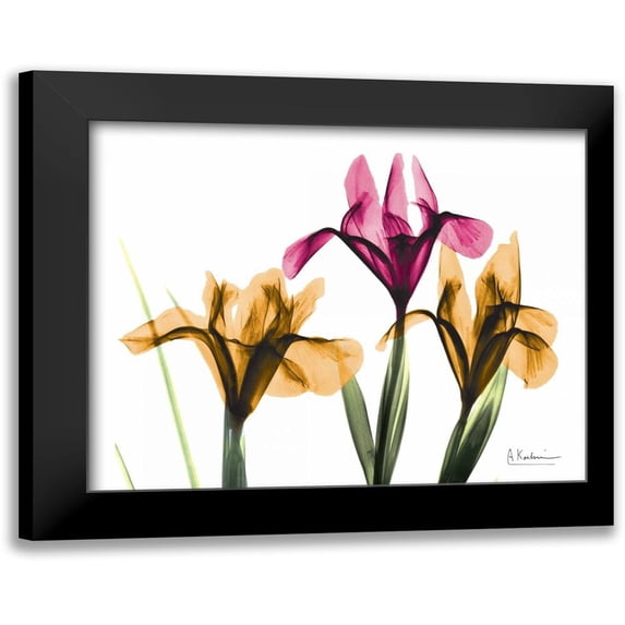 Koetsier, Albert 24x20 Black Modern Framed Museum Art Print Titled - Iris