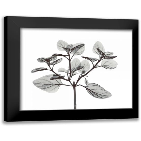 Koetsier, Albert 24x20 Black Modern Framed Museum Art Print Titled - Oregano in BandW