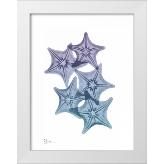 Koetsier, Albert 25x32 White Modern Wood Framed Museum Art Print Titled - Lavender Splashed Starfish 1