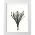 thumbnail image 1 of Koetsier, Albert 25x32 White Modern Wood Framed Museum Art Print Titled - Tulip, 1 of 4