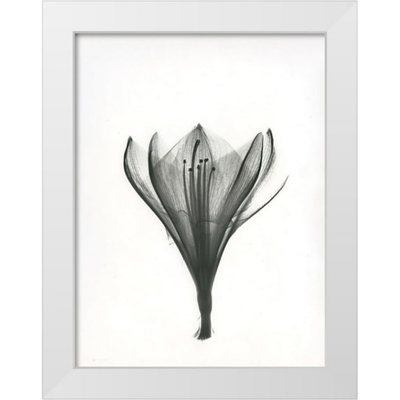 Koetsier, Albert 25x32 White Modern Wood Framed Museum Art Print Titled - Tulip