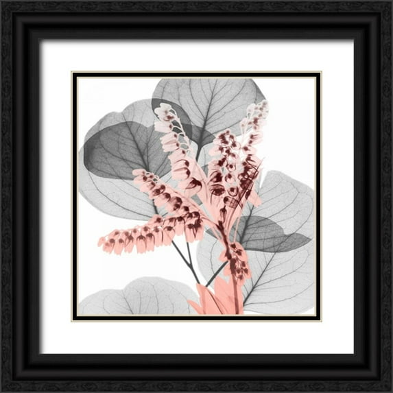 Koetsier, Albert 26x26 Black Ornate Wood Framed with Double Matting Museum Art Print Titled - Eucalyptus Blush 1