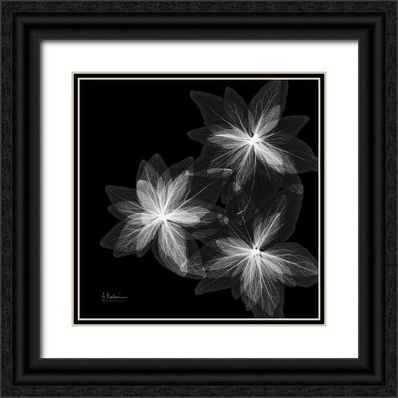 Koetsier, Albert 26x26 Black Ornate Wood Framed with Double Matting Museum Art Print Titled - starburstInverted