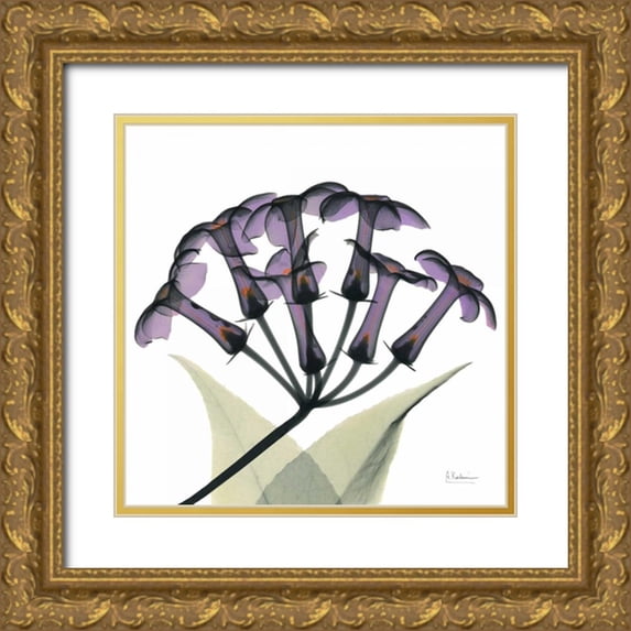 Koetsier, Albert 26x26 Gold Ornate Wood Framed with Double Matting Museum Art Print Titled - Purple Stephanotis Close up
