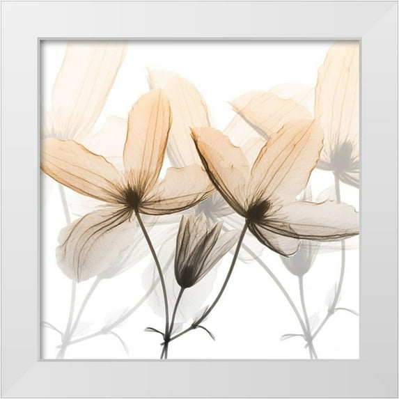 Koetsier, Albert 26x26 White Modern Wood Framed Museum Art Print Titled - Bittersweet Clematis