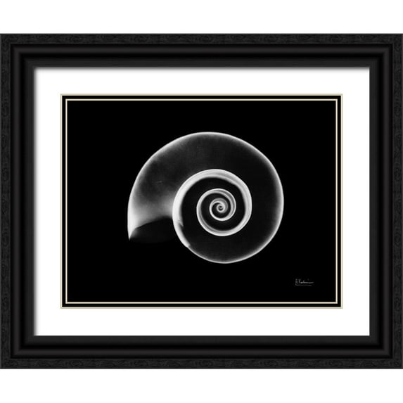 Koetsier, Albert 32x25 Black Ornate Wood Framed with Double Matting Museum Art Print Titled - Ramshorn Snail Shell