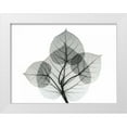 thumbnail image 1 of Koetsier, Albert 32x25 White Modern Wood Framed Museum Art Print Titled - Bo Leaves 1, 1 of 4