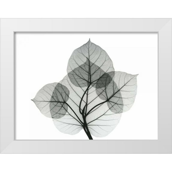 Koetsier, Albert 32x25 White Modern Wood Framed Museum Art Print Titled - Bo Leaves 1