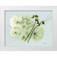 thumbnail image 1 of Koetsier, Albert 32x25 White Modern Wood Framed Museum Art Print Titled - Geranium L48, 1 of 4