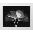 thumbnail image 1 of Koetsier, Albert 32x25 White Modern Wood Framed Museum Art Print Titled - Ginkgo Leaves Close Up on Black 2, 1 of 4