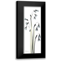 Koetsier, Albert 7x14 Black Modern Framed Museum Art Print Titled - Snow Drop Galanthus
