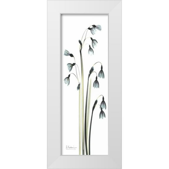 Koetsier, Albert 7x14 White Modern Wood Framed Museum Art Print Titled - Snow Drop Galanthus