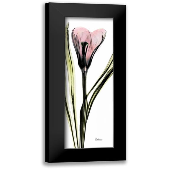 Koetsier, Albert 9x18 Black Modern Framed Museum Art Print Titled - Crocus in Color