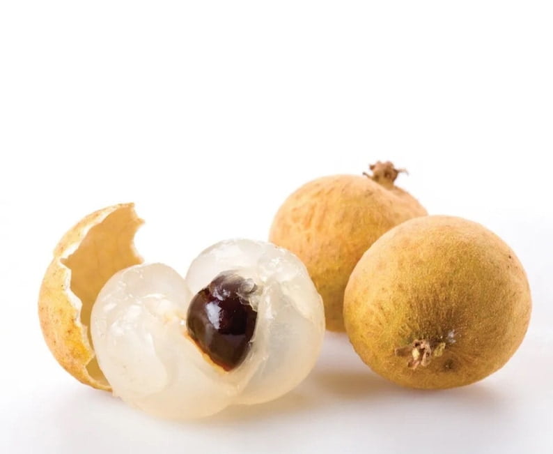 Kohala Longan Tree (cy Nhn Hawaii) 3-4 Feet Tall. Air layered. Ship To ALL STATES