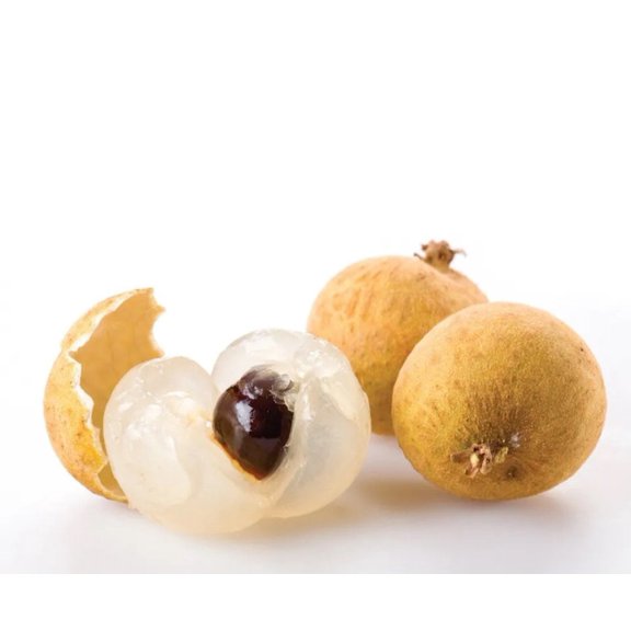 Kohala Longan Tree (cy Nhn Hawaii) 2-4 Feet Tall. Air layered. Ship To ALL STATES