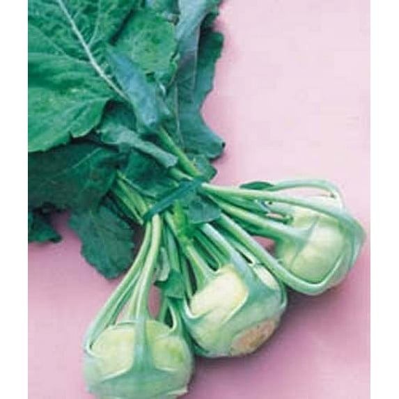 Seed Kingdom 15000 Early White Vienna Kohlrabi Plant Seeds