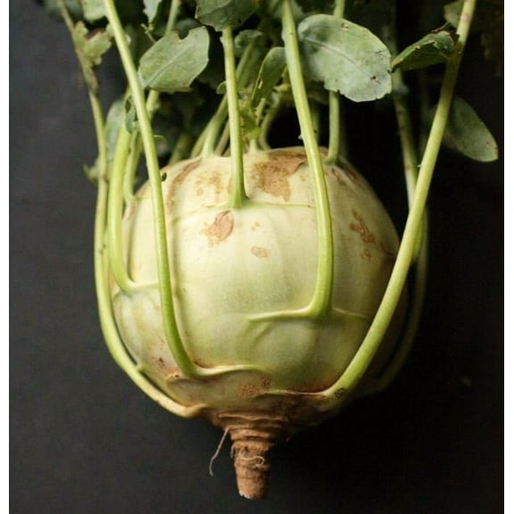 Kohlrabi Seed, Early White Vienna, Heirloom, Non GMO, 200 Seeds,