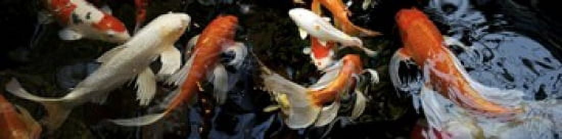 Koi Carp swimming underwater Canvas Art - Panoramic Images (20 x 5)