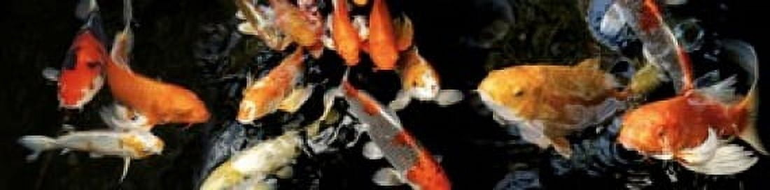 Koi Carp swimming underwater Canvas Art - Panoramic Images (20 x 5)