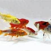 Koi & Goldfish Combo Pack by Toledo Goldfish