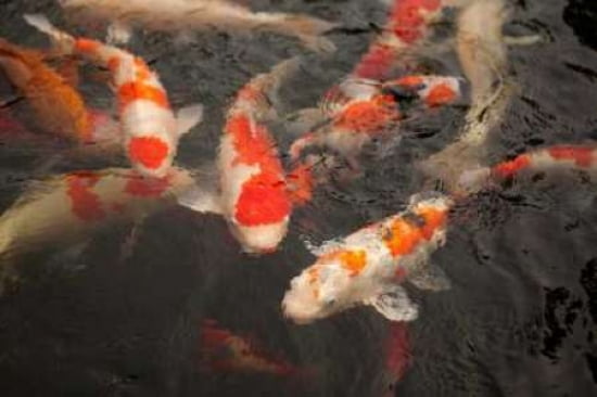 Koi I Canvas Art - Karyn Millet (24 x 36)