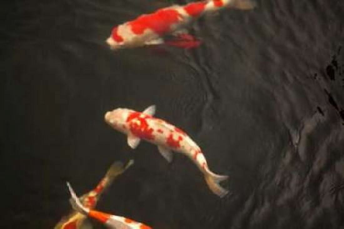 Koi IV Canvas Art - Karyn Millet (24 x 36)