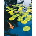 thumbnail image 1 of Koi Pond I Durable Cool Pink Orange Classic Lilly Quality Pad Retro Lake Lily Poster 11X14, 1 of 1