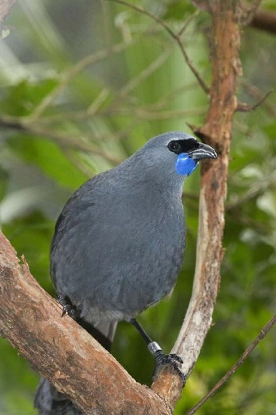 Kokako bird Wairarapa North Island New Zealand Canvas Art - David Wall DanitaDelimont (12 x 17)