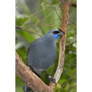 Kokako bird Wairarapa North Island New Zealand Canvas Art - David Wall DanitaDelimont 24 x 35