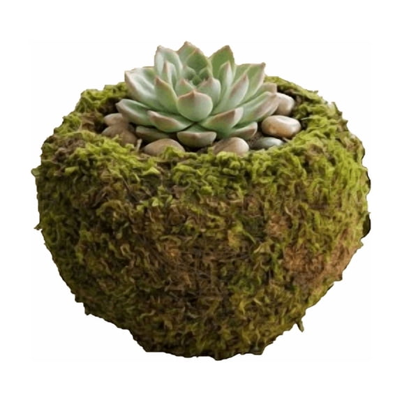 Kokedama Moss Planter Pot, Natural Moss Ball Planter, Rustic Organic Plant Container, Indoor Outdoor Garden Flower Pot for Bonsai Succulents Home Decor