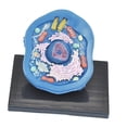 thumbnail image 1 of Kokiya Animal Cell Model Clearly Teaching Model for Display Classroom Study, 1 of 9