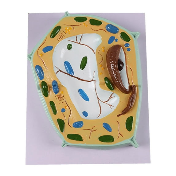 Kokiya Cell Model Experimental Classroom Learning Study Biology Science Kit Plant Cell Model