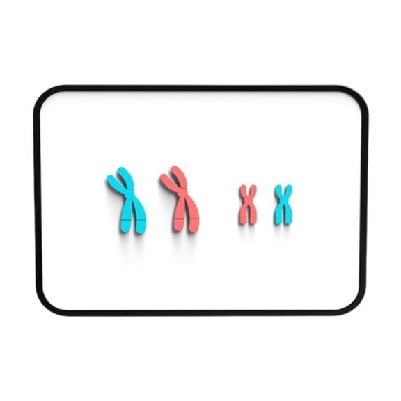 Kokiya Chromosome Changes Model Science Teaching Aids for School Student Red Blue