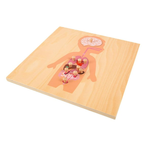 Kokiya Human Body Puzzle Montessori Teaching Aids Learning Skeleton Educational