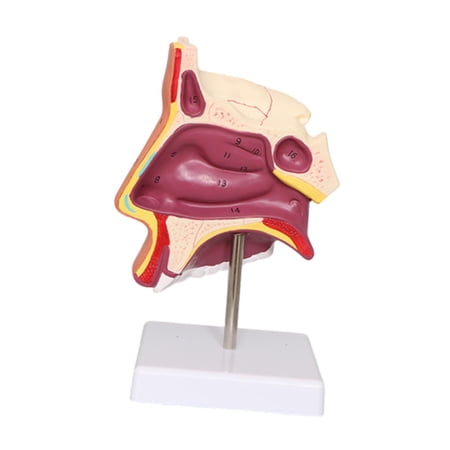 Kokiya Human Nasal Cavity Demonstration Model Educational Tool for Office Toy Class