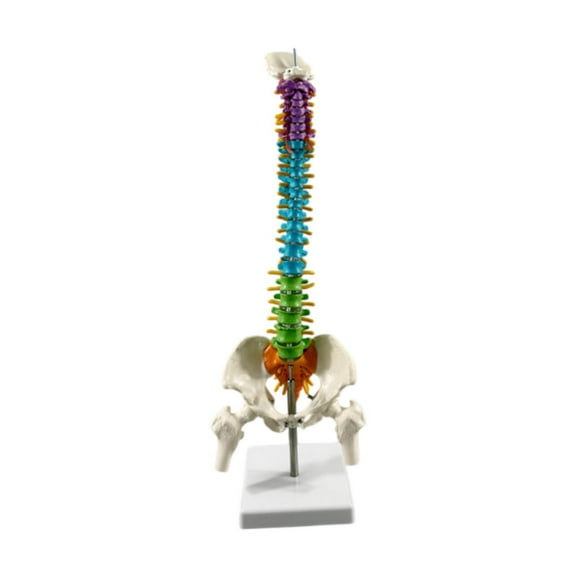 Kokiya Human Skeleton Spine Model Colored Flexible Spine Model for Educational Tool