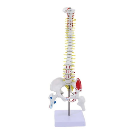 Kokiya Human Spine Model Spine Scientific Model for Education Tool Model Display Study