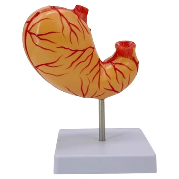 Kokiya Human Stomach Anatomical Model Easy to Use for Demonstration Display