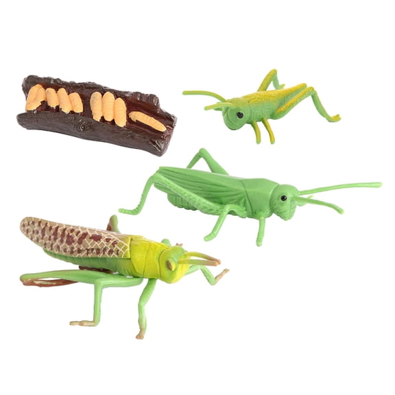 Kokiya Simulation Nature Grasshopper Growth Life Cycle Figure Early