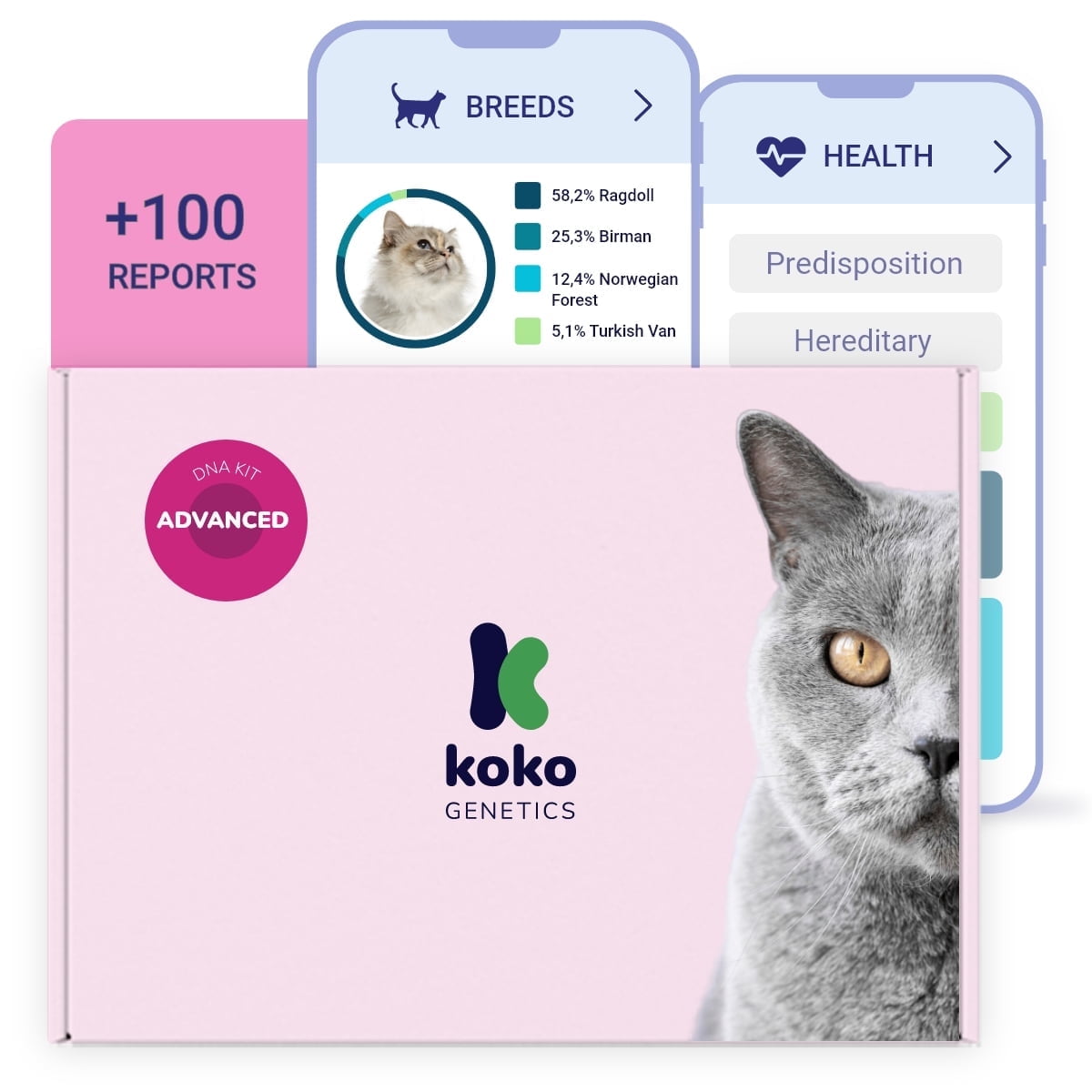 Koko DNA Test for Cats | Advanced Range | 150 Breeds, Health & Traits Reports | All Fees Included